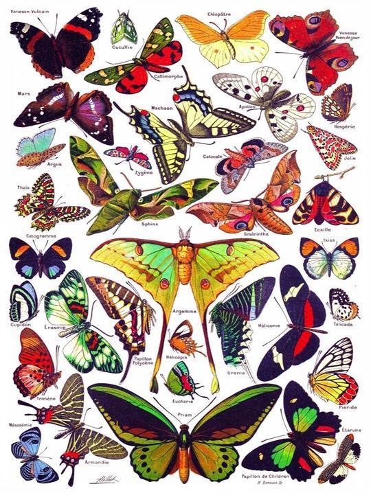 Buy Butterflies 1000pc Puzzle Online in Canada - Urban Nature Store