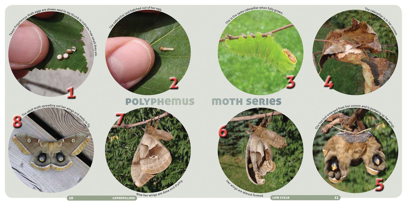 Buy Caterpillars Find Identify Raise Your Own Online With Canadian