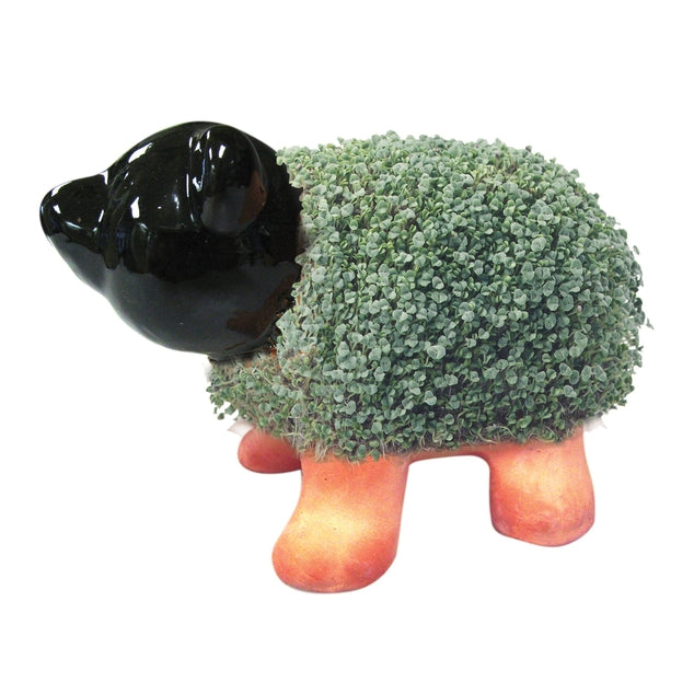 Chia Pet Pig (Store Pickup Only)