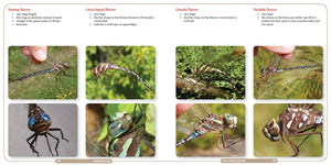 Dragonflies: Catching, Identifying, How and Where They Live