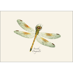 Dragonfly & Damselfly Assortment II Boxed Notes