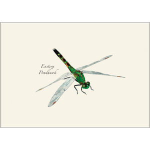 Dragonfly and Damselfly Assortment Boxed Notes