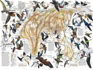 Eastern Bird Migration 1000 Piece Jigsaw Puzzle