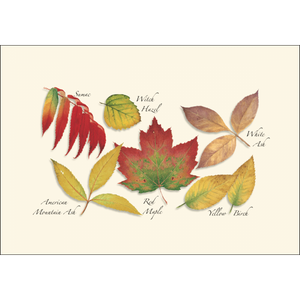 Fall Foliage Assortment Boxed Notecards