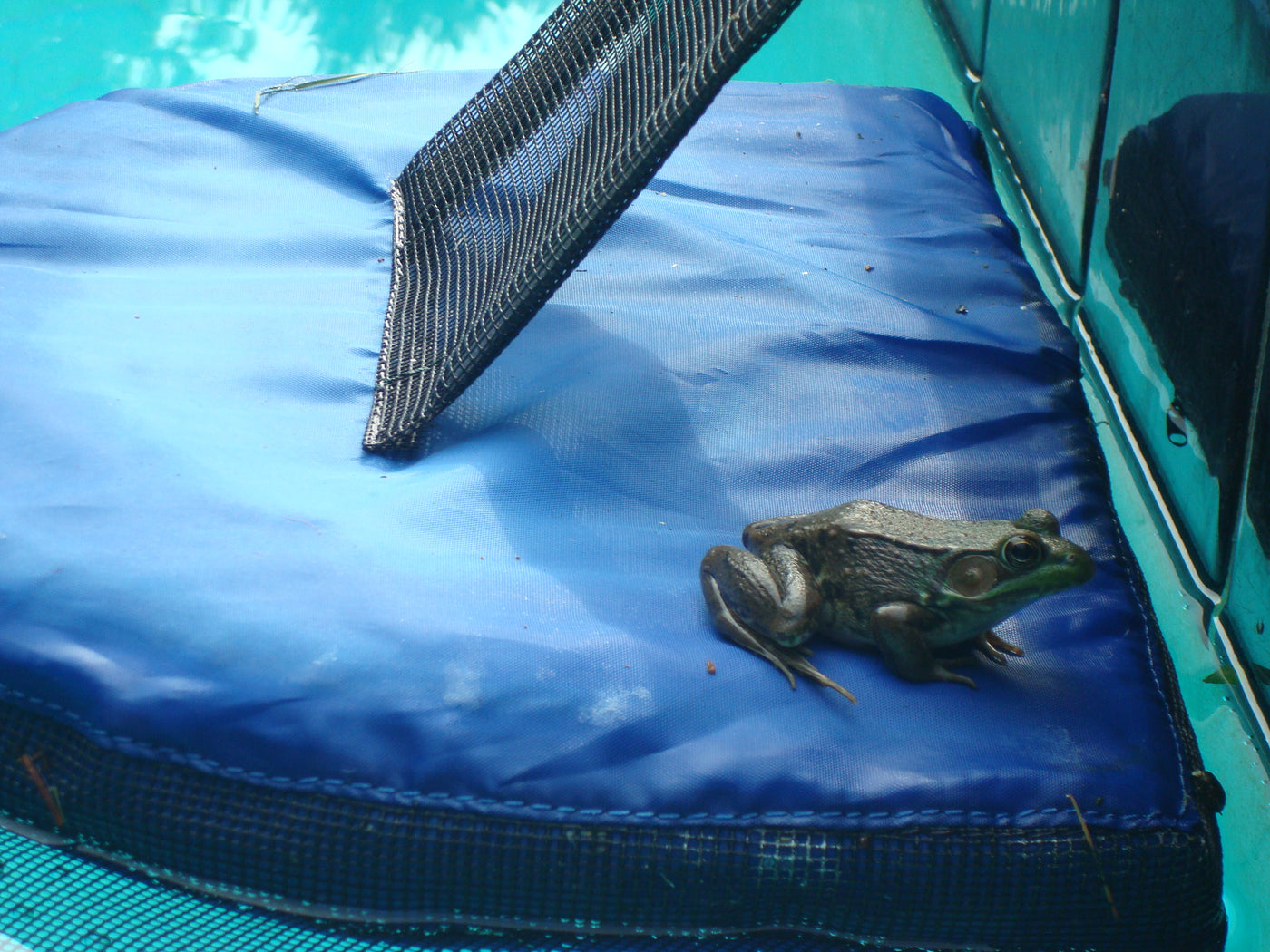 Buy Frog Log Critter Escape Ramp Online With Canadian Pricing - Urban ...