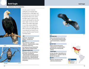 Hawks and Owls of Eastern North America