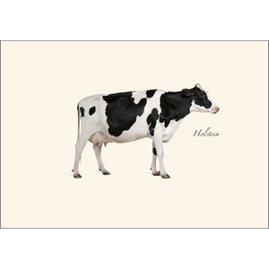 Holstein Boxed Notes