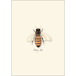 Honey Bee Boxed Notecards