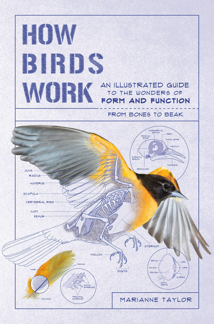 How Birds Work, Workman Publishing