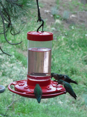 Hummingbird Feeder, 16-Ounce