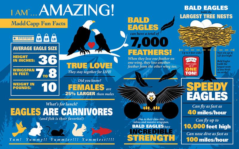 I Am Eagle 300pc Puzzle – Urban Nature Store