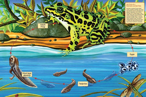 Life Cycle of A Northern Leopard Frog, 48-Piece Floor Puzzle