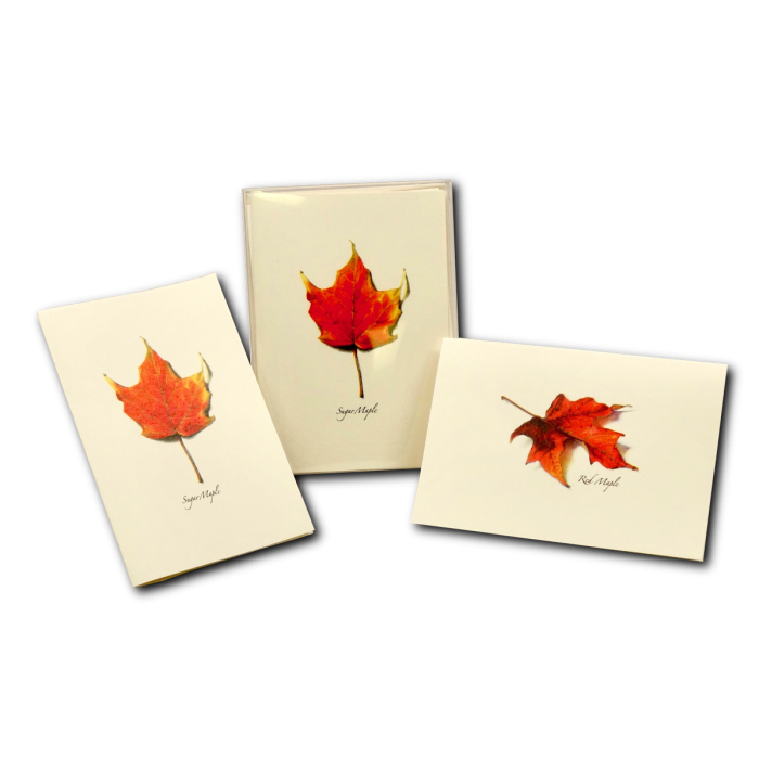 Maple Leaf Boxed Notes Assortment II