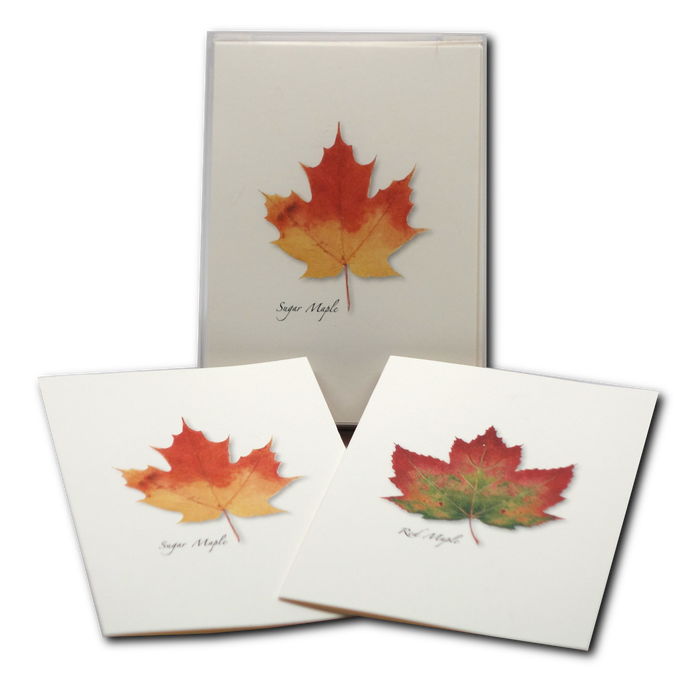 Maple Leaf Assortment Boxed Notecards