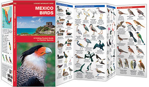 Mexico Birds