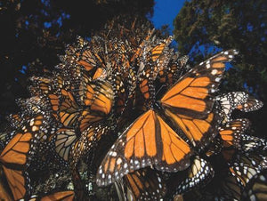 Monarch Butterflies 500 Piece Jigsaw Puzzle