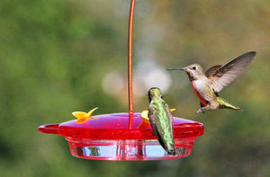 More Birds 3-In-1 Hummingbird Feeder