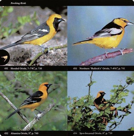 Buy National Audubon Society Field Guide to North American Birds