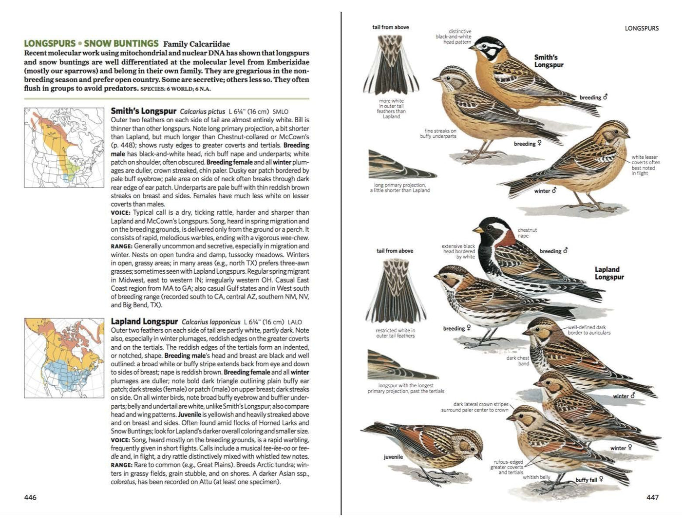 Buy National Geographic Field Guide to the Birds of North America