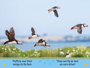 National Geographic Pre-Reader: Puffins