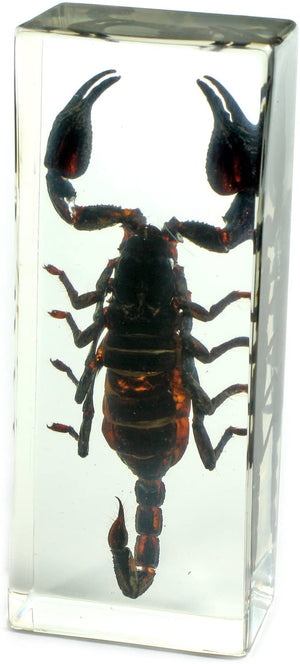 Paperweight Large Scorpion
