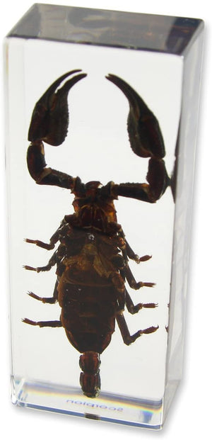 Paperweight Large Scorpion