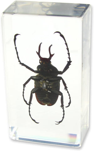 Paperweight Medium Antler Horned Beetle