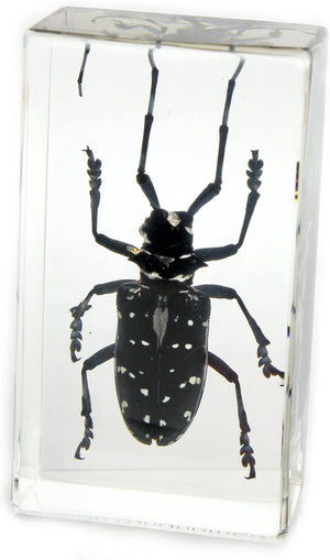 Paperweight Medium Black Longhorn Beetle