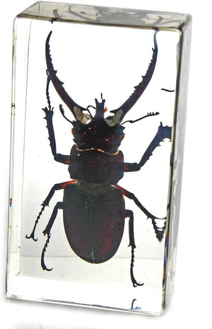 Paperweight Medium Stag Beetle