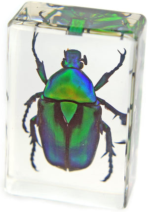 Paperweight Small Green Chafer Beetle