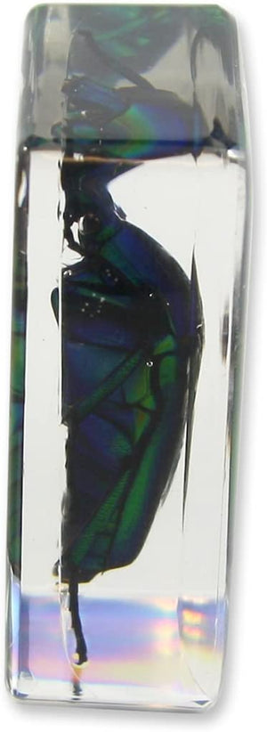 Paperweight Small Green Chafer Beetle