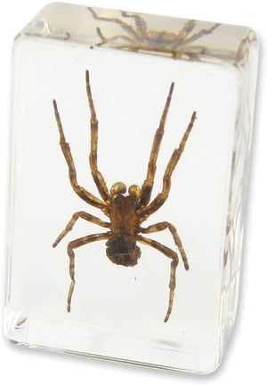 Paperweight Small Spider