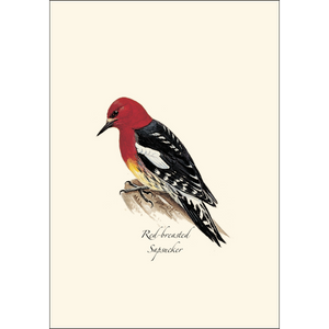 Peterson W. Woodpecker Assortment Boxed Notecards