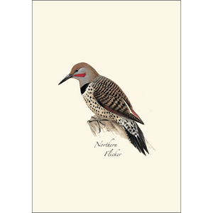 Peterson W. Woodpecker Assortment Boxed Notecards