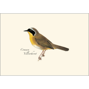 Peterson Warbler Assortment Boxed Notecards