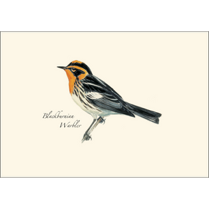 Peterson Warbler Assortment Boxed Notecards