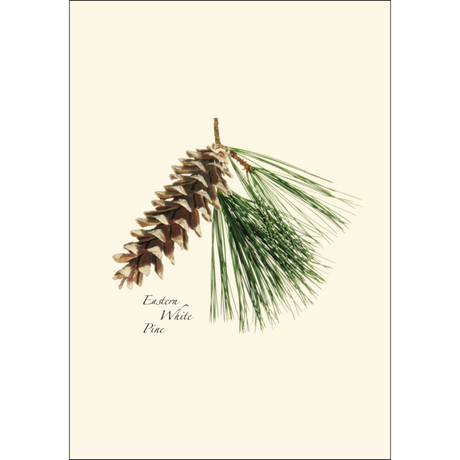 Pinecone Assortment Cards