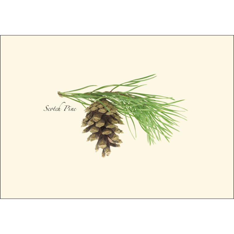 Pinecone Assortment Cards