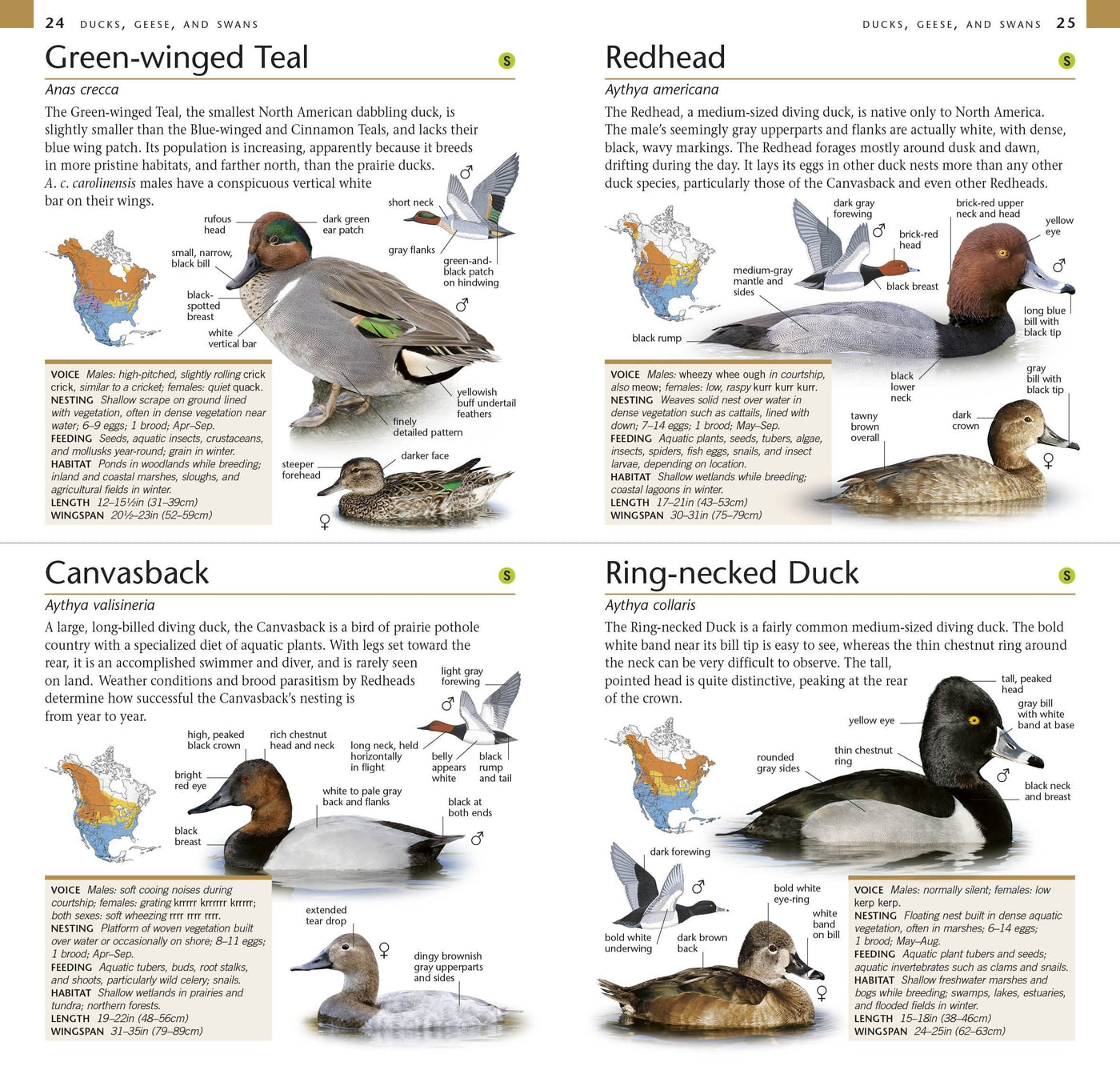 Buy Pocket Birds of North America, Eastern Region Online With Canadian