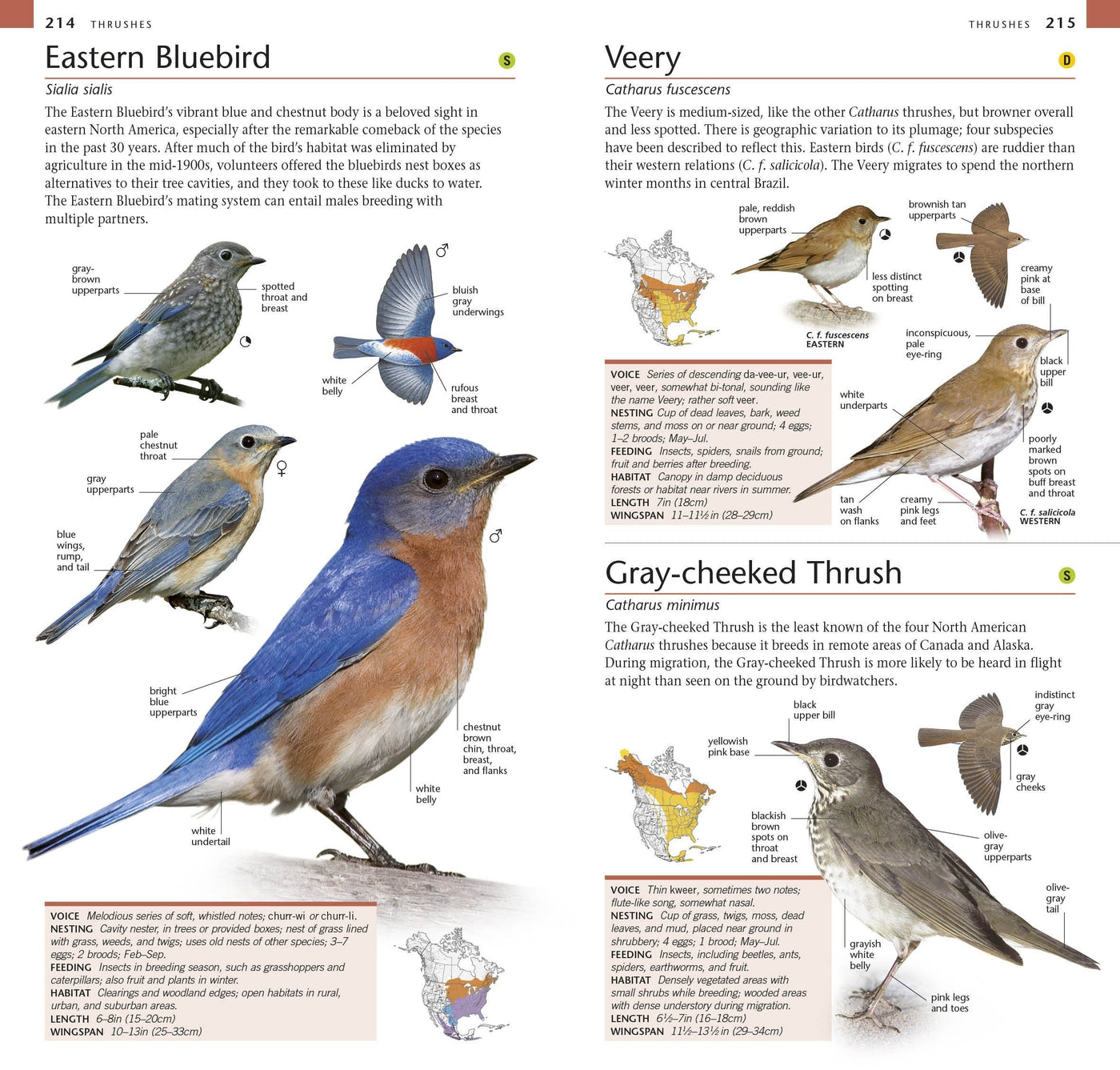 Buy Pocket Birds of North America, Eastern Region Online With Canadian