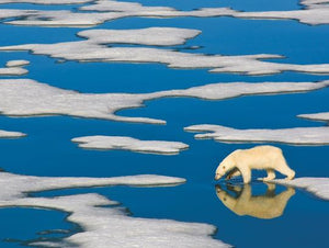 Polar Bear On Ice 500 Piece Jigsaw Puzzle
