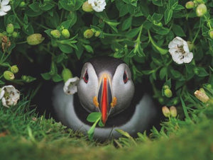 Puffin Chick 1000 Piece Jigsaw Puzzle