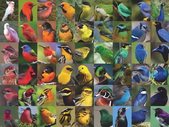 Buy Rainbow of Birds 1000 Piece Jigsaw Puzzle Online in Canada