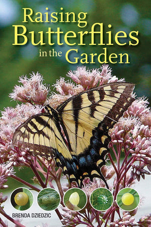 Raising Butterflies in the Garden