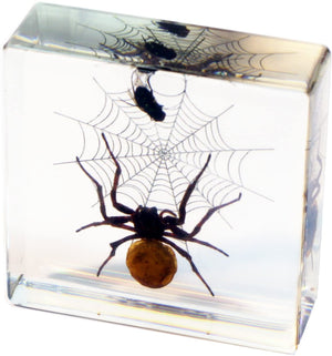 Spider and Fly Desk Decoration