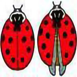 Eco Friendly Ladybug Earrings