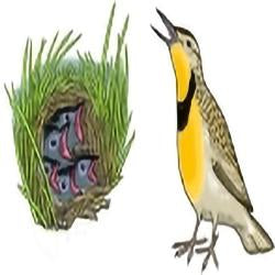Eco Friendly Meadowlark Earrings