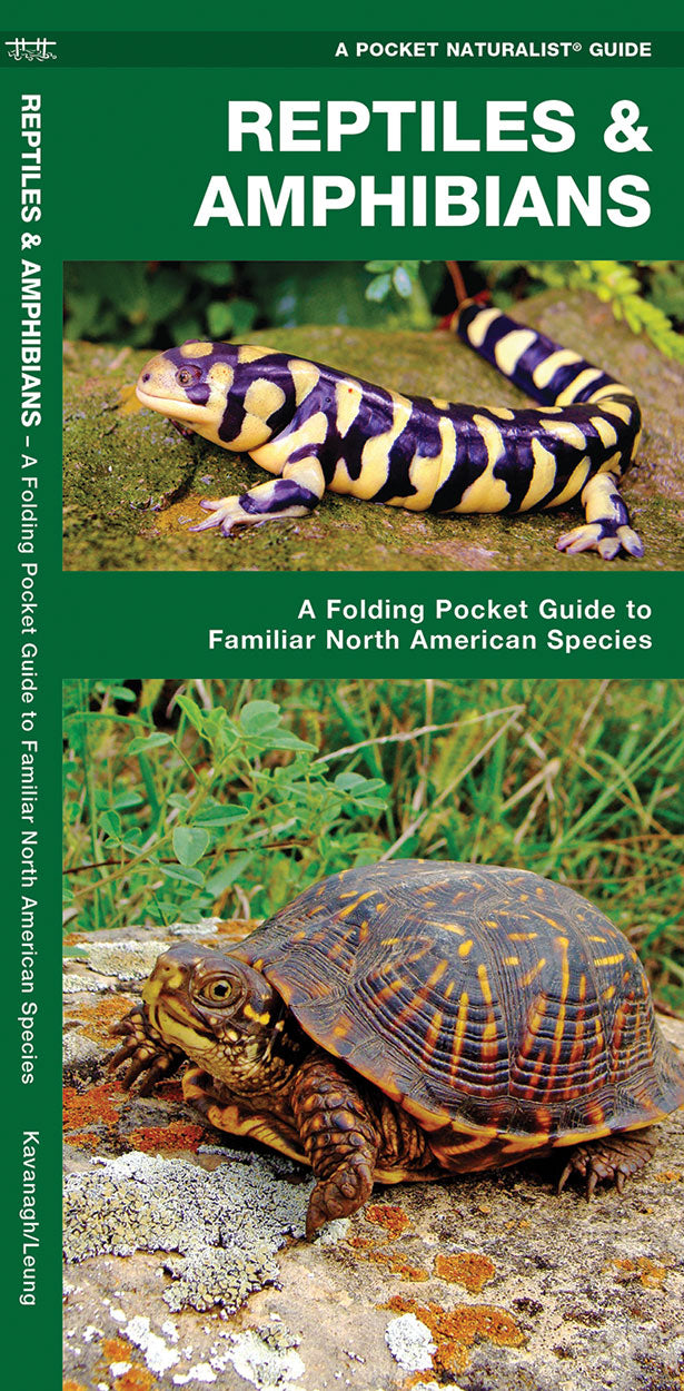 Reptiles and Amphibians – Urban Nature Store