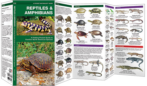 Reptiles and Amphibians – Urban Nature Store