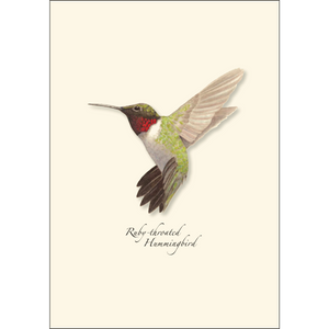 Ruby-throated Hummingbird Boxed Notecards